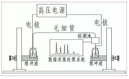 ATA-7050毛细管电泳功率放大器如何进行毛细管电泳实验